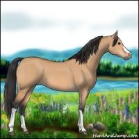 Horse Color:Bay Dun