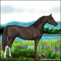 Horse Color:Liver Chestnut 