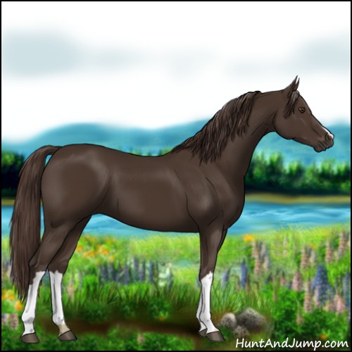 Horse Color:Liver Chestnut 