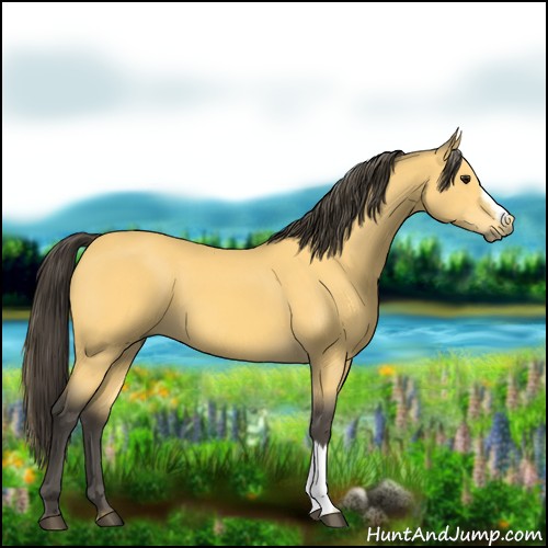 Horse Color:Buckskin 