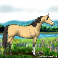 Horse Color:Buckskin 