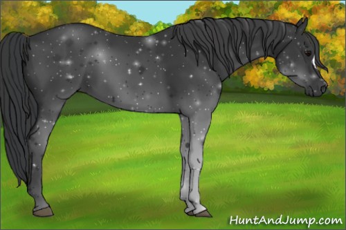 Horse Color:Black 