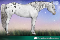 Horse Color:Black Appaloosa 