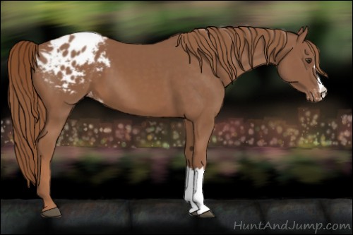 Horse Color:Chestnut Appaloosa 