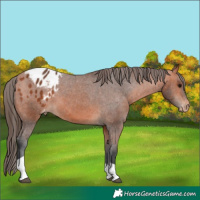 Horse Color:Bay Tobiano Appaloosa 