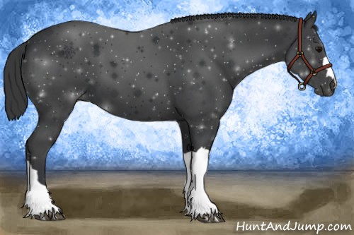 Horse Color:Black 
