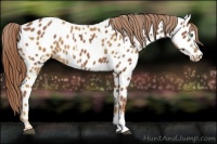 Horse Color:Palomino Near Leopard  and Chestnut Near Leopard 