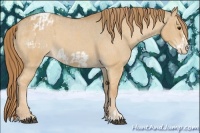 Horse Color:Red Dun Blanket  and Red Dun Frame Blanket 