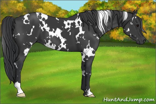 Horse Color:White Spotted Black 