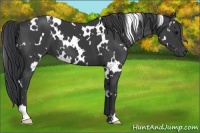 Horse Color:White Spotted Black 