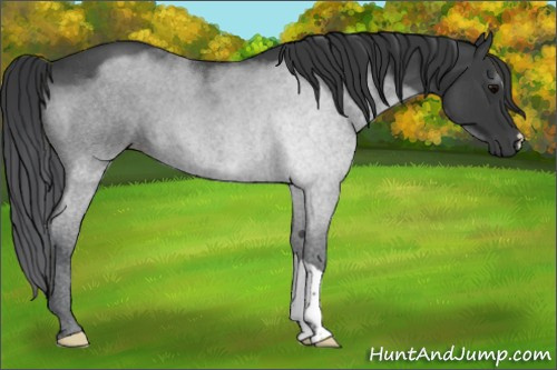 Horse Color:Blue Roan 