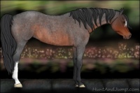 Horse Color:Brown Roan