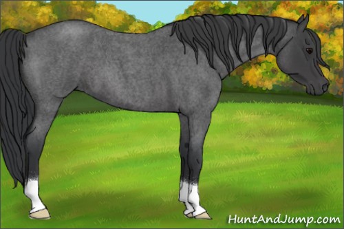 Horse Color:Blue Roan 