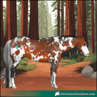 Horse Color:White Spotted Brown Sabino 