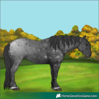 Horse Color:Black 