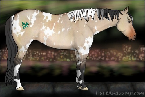 Horse Color:White Spotted Brown Dun Rabicano 