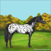 Horse Color:Black Appaloosa 