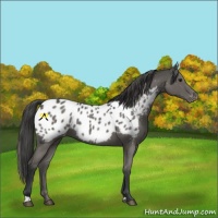 Horse Color:Grullo Roan Appaloosa