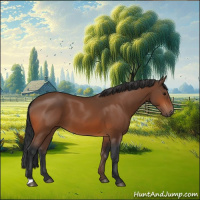 Horse Color:Bay 