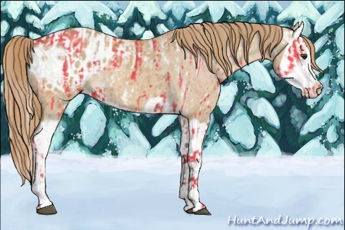 Horse Color:Red Dun Appaloosa  and Red Dun Splash Appaloosa 