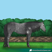 Horse Color:Black 