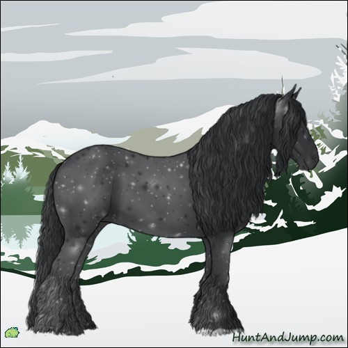 Horse Color:Black 