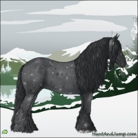 Horse Color:Black 