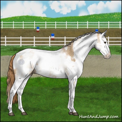 Horse Color:White Spotted Red Dun Rabicano  and White Spotted Red Dun Rabicano 