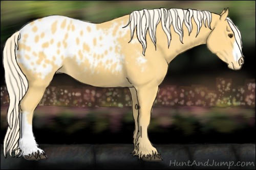 Horse Color:Palomino Appaloosa 