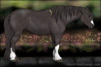 Horse Color:Smoky Black and Smoky Black