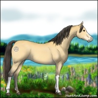 Horse Color:Buckskin 
