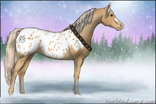 Horse Color:Palomino Appaloosa 