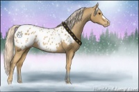 Horse Color:Palomino Appaloosa