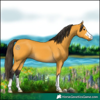 Horse Color:Buckskin 