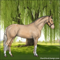 Horse Color:Palomino Appaloosa 