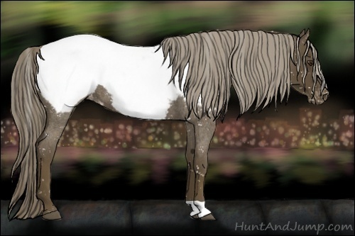 Horse Color:Chocolate Palomino Roan Snowcap 