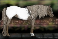 Horse Color:Chocolate Palomino Roan Snowcap 