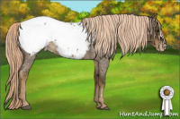 Horse Color:Chocolate Palomino Roan Appaloosa