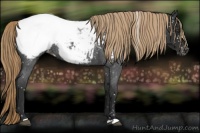 Horse Color:Liver Red Roan Snowcap