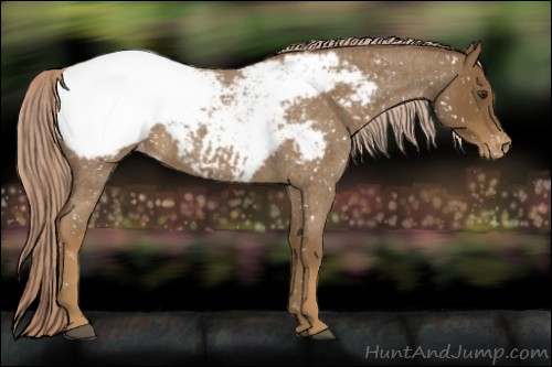 Horse Color:Chocolate Palomino Roan Appaloosa 