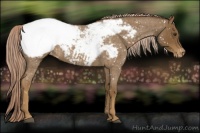 Horse Color:Chocolate Palomino Roan Appaloosa 