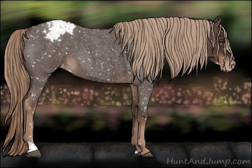 Horse Color:Liver Red Roan Appaloosa 