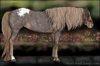 Horse Color:Liver Red Roan Appaloosa 
