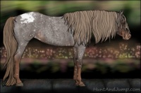 Horse Color:Liver Red Roan Snowflake Varnish