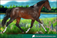 Horse Color:Gray Bay Tobiano Rabicano 