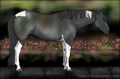 Horse Color:Black Tobiano Rabicano 