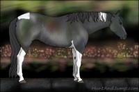 Horse Color:Black Tobiano Rabicano 