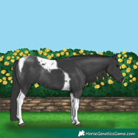 Horse Color:Black Tobiano Rabicano