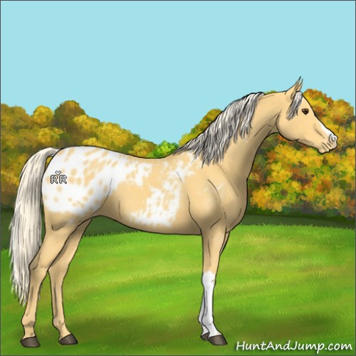 Horse Color:Palomino Appaloosa 