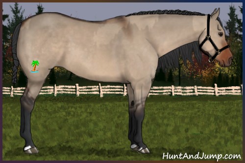 Horse Color:Bay Dun  and Bay Dun 